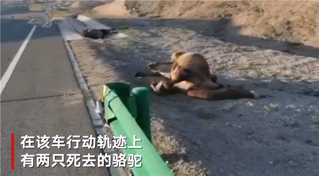 于月仙因车祸去世,背后原因引网友热议